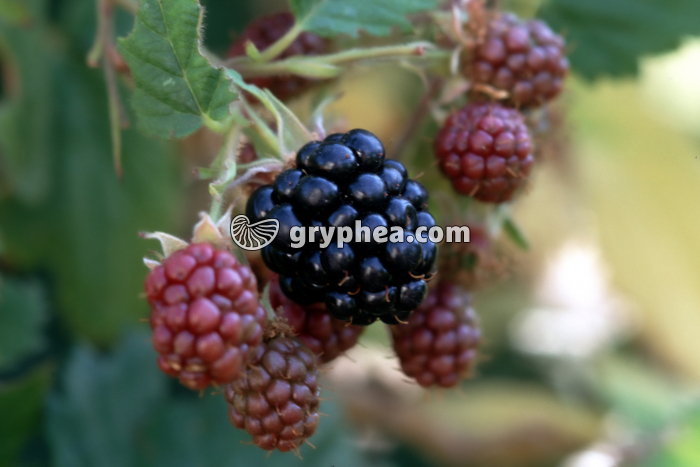 Murier sauvage (Rubus fruticosus) - fruits (mûres) - gryphea.org
